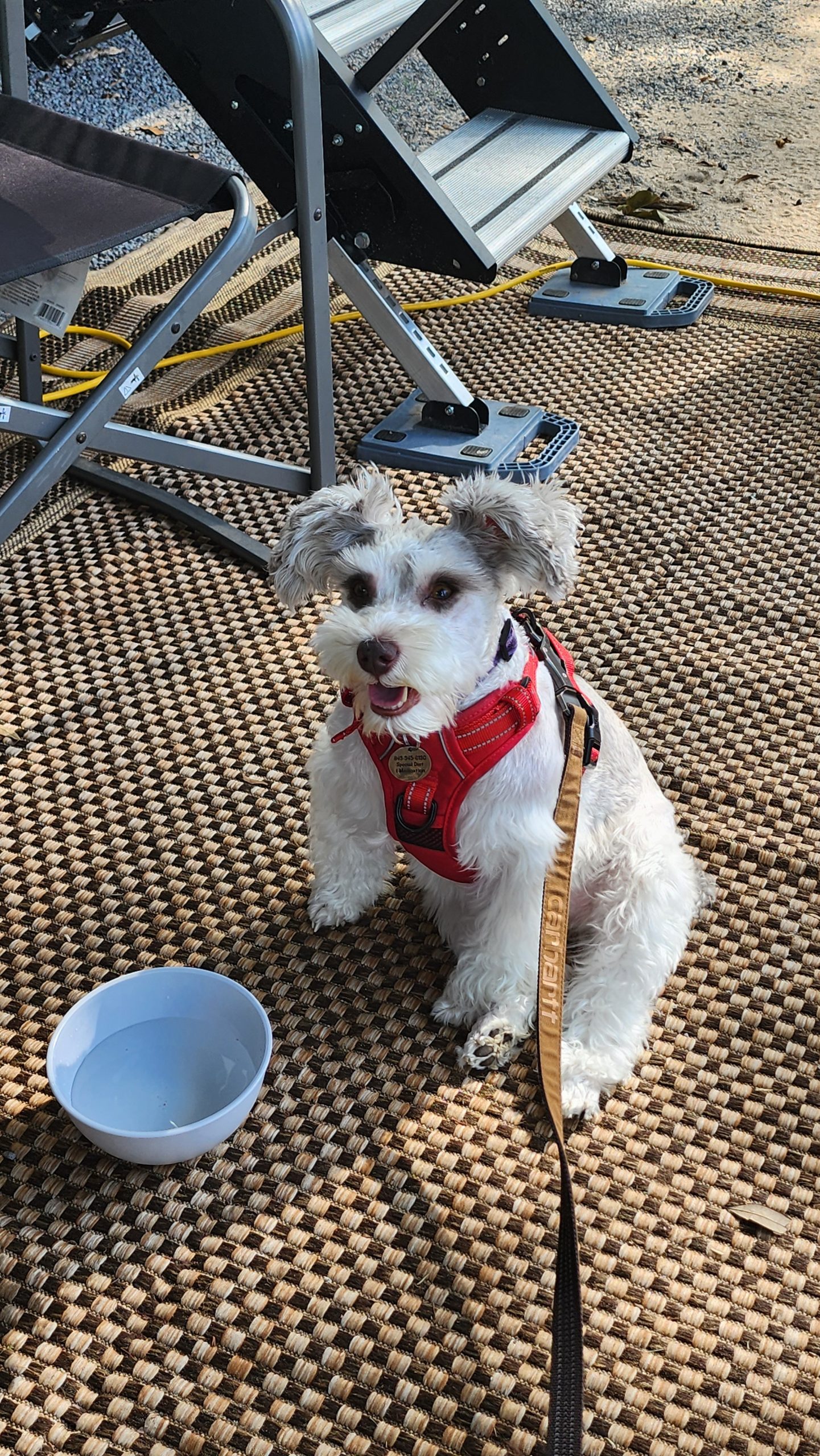 Camping With a Miniature Schnauzer: Lessons We’ve Learned
