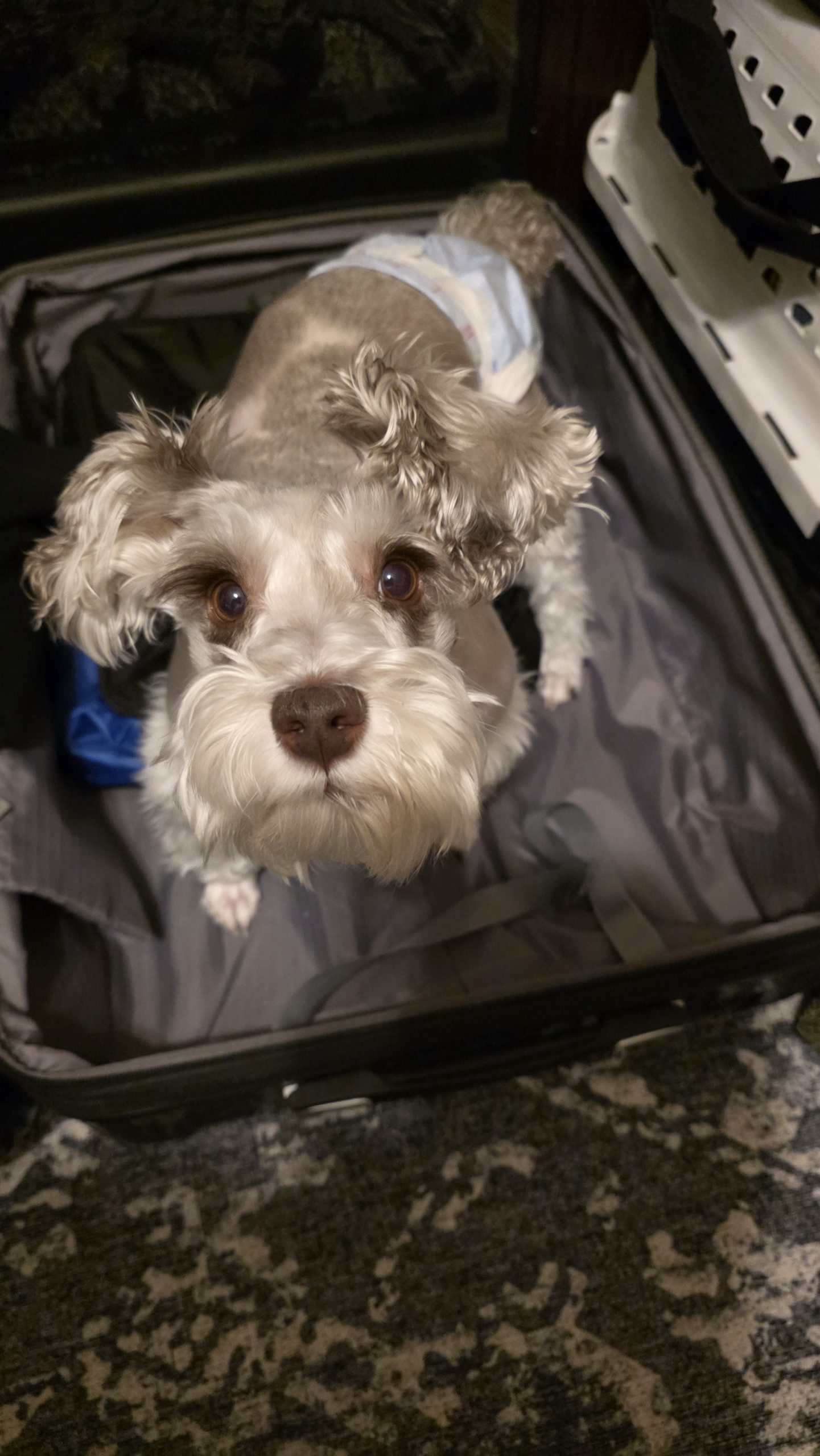 10 Things We Always Pack for a VRBO Vacation With Our Schnauzer