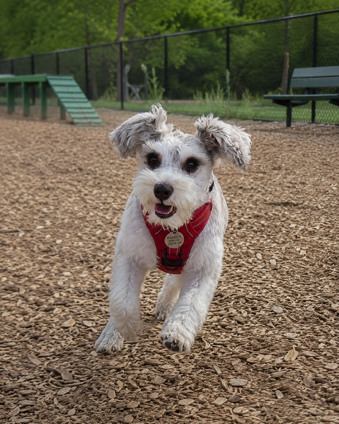 Dog-Friendly Things to Do in Atlanta, GA