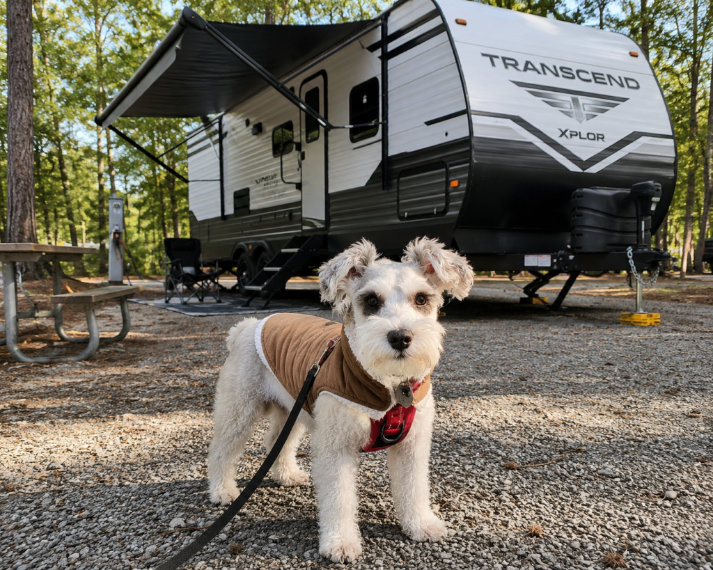 Schnauzer standing in front of our camper