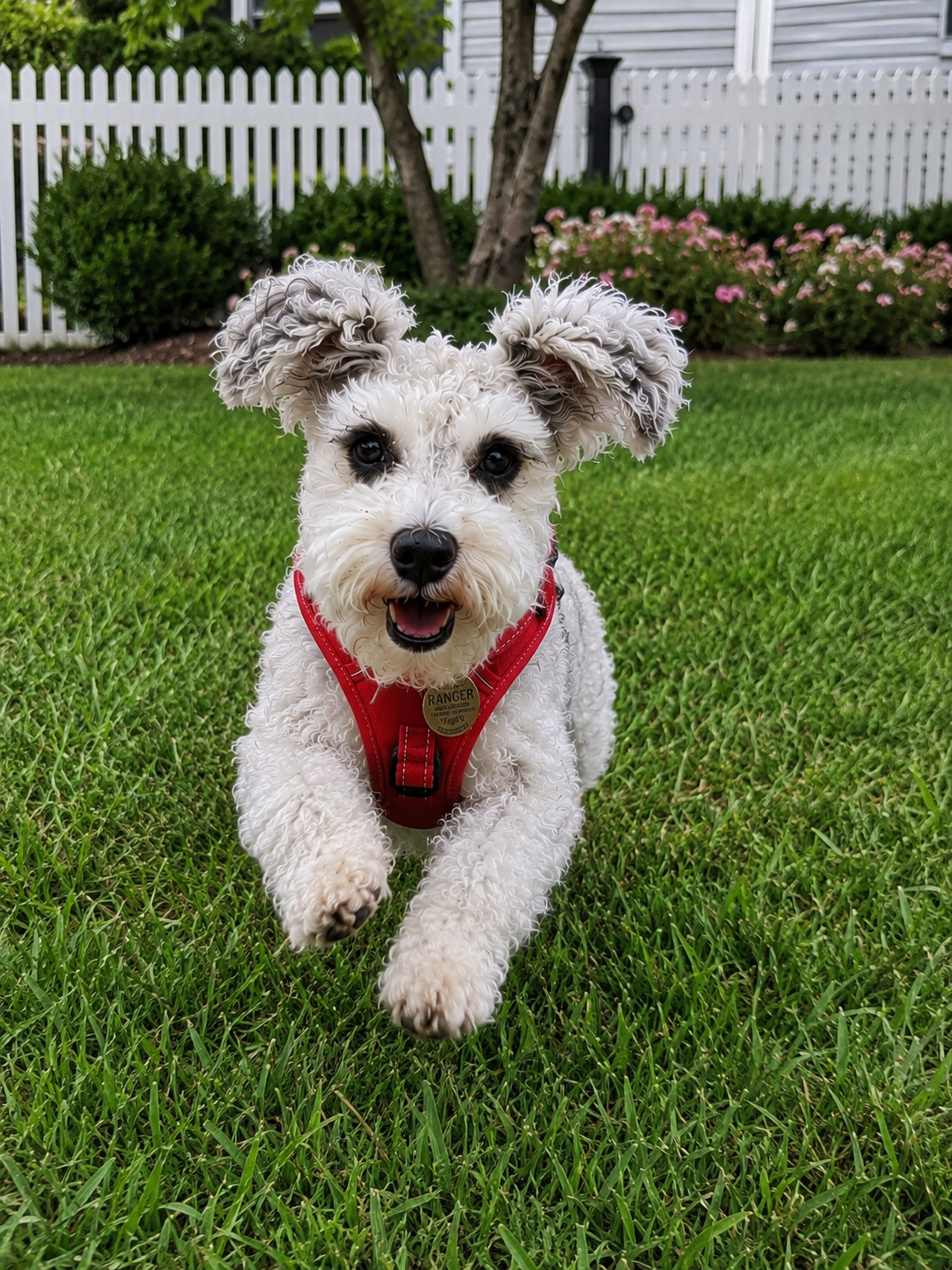 Traveling With a Schnauzer: Why They’re Great Adventure Dogs