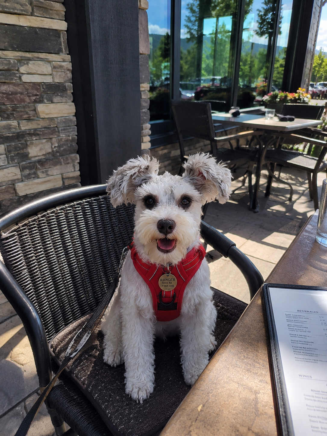 Dog-Friendly Things to Do in Wilmington, NC