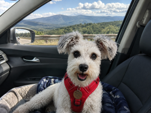 Schnauzer on Road Trip