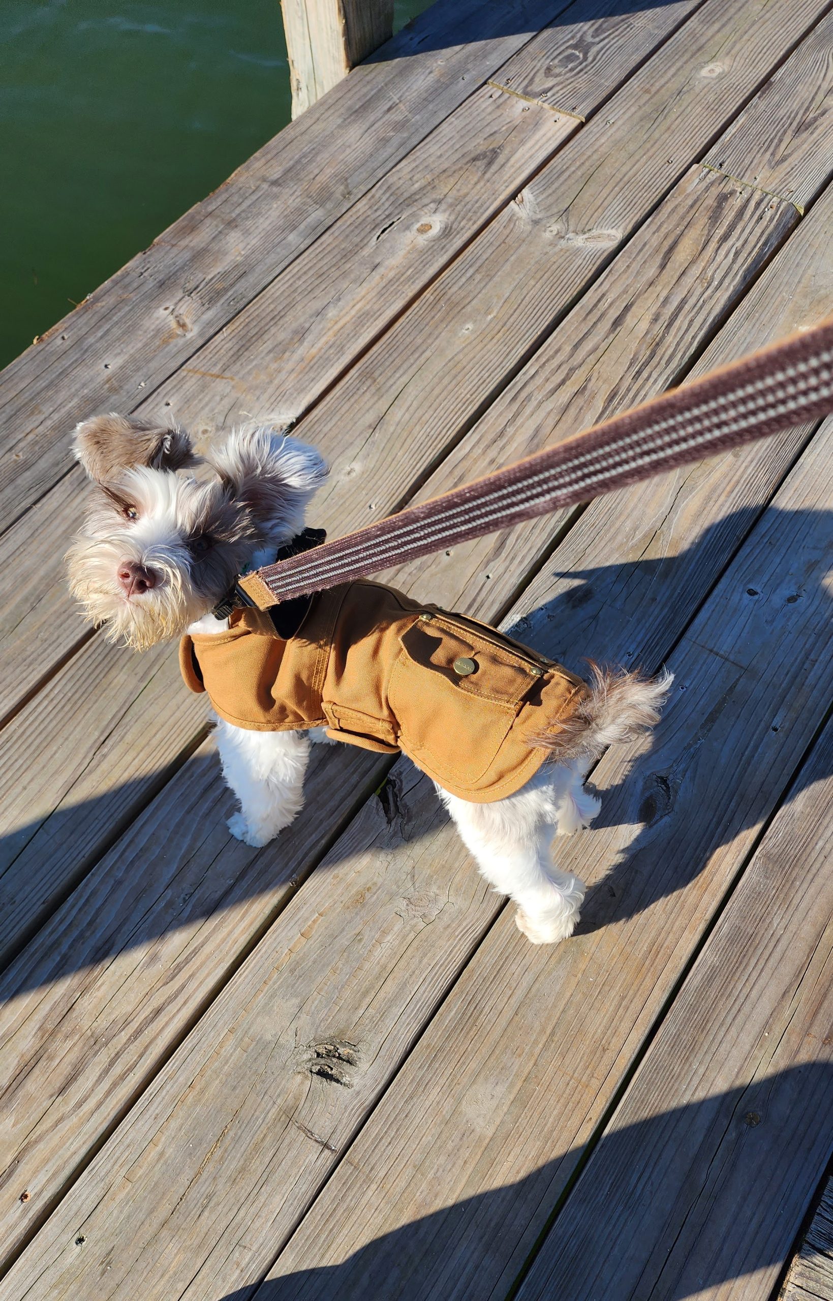 Common Travel Mistakes Dog Owners Make and How to Avoid Them