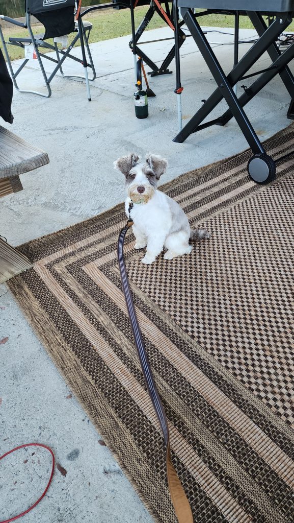 Our Schnauzer camping when she was a puppy