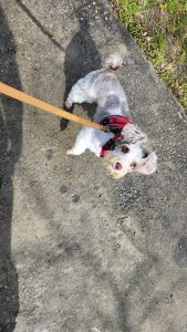 Angel on a walk