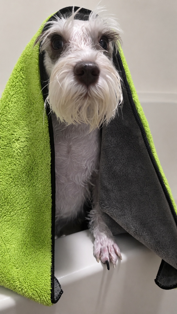 Angel our Miniature Schnauzer wrapped in towels after a bath at home