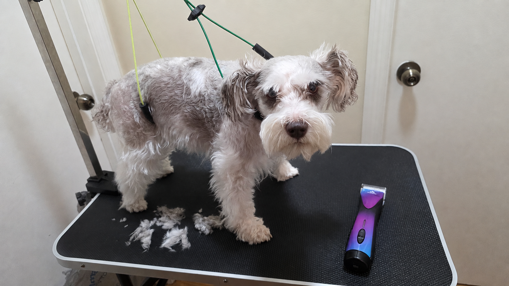 Angel our Miniature Schnauzer standing on her grooming table during an at-home grooming session