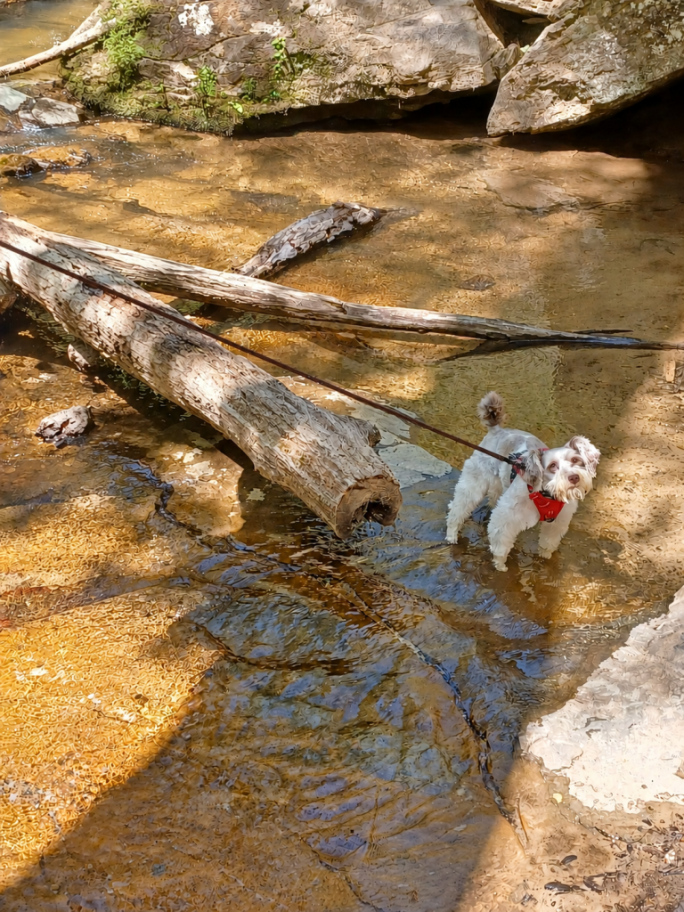 Angel on Waterfall Hike