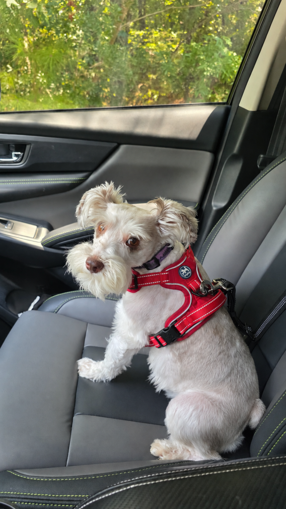 Angel sitting in a seat on a car ride