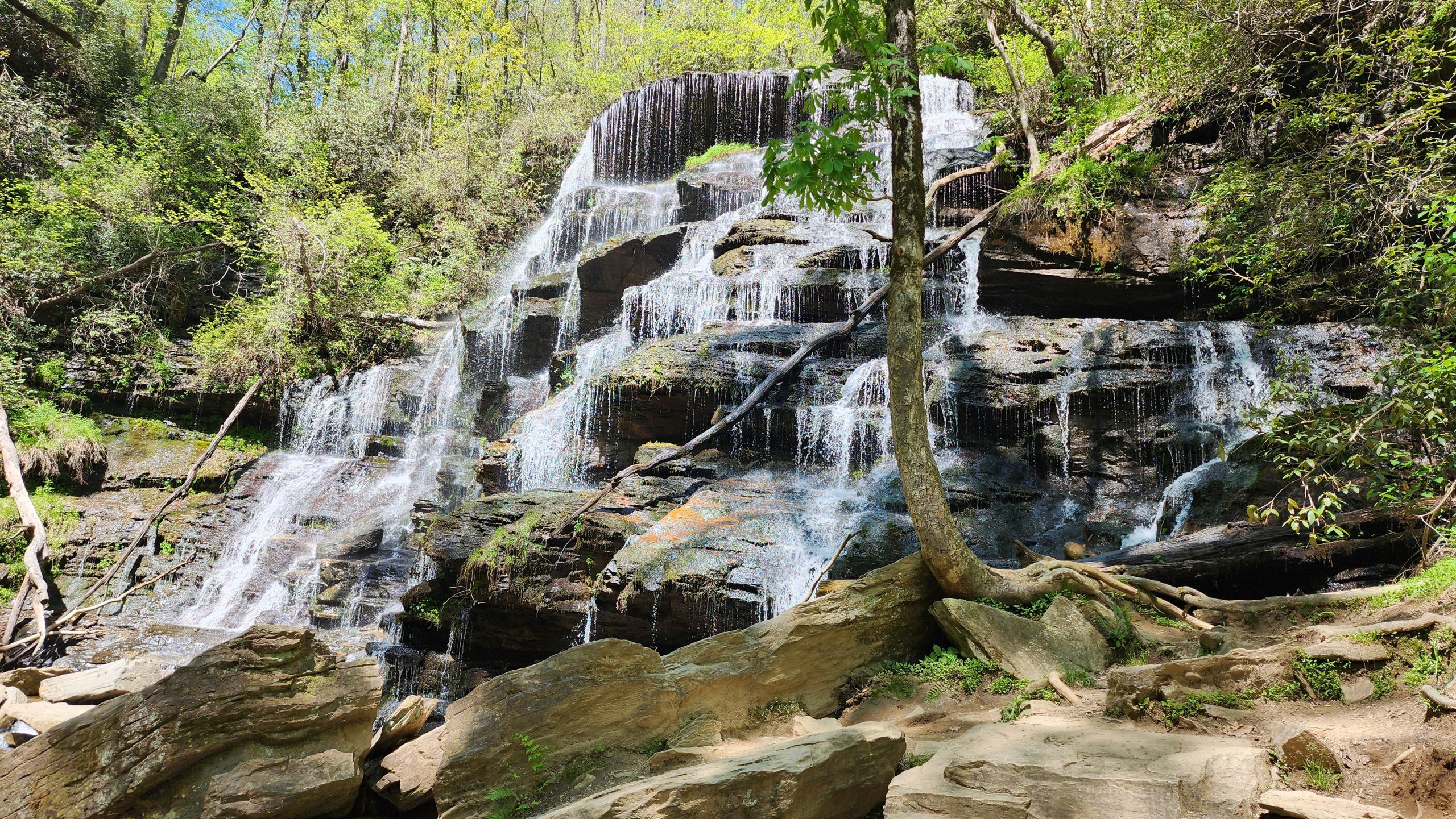 Dog-Friendly Things to Do in Oconee County, SC With Our Schnauzer
