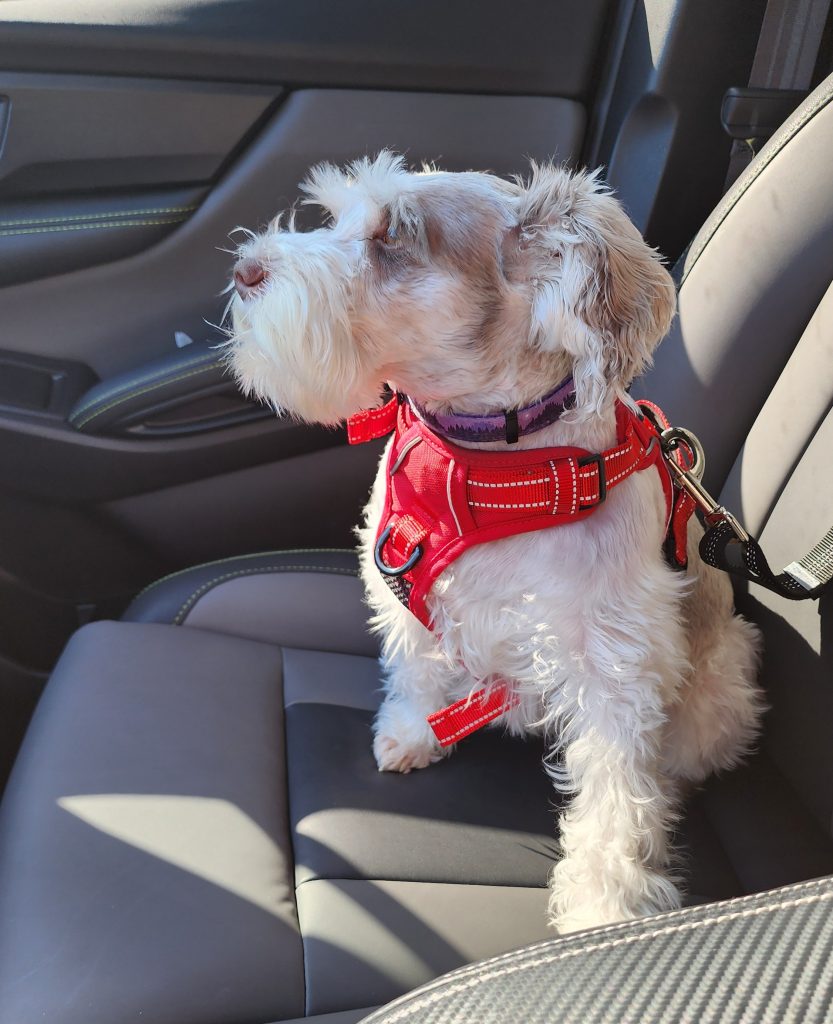 Angel in the Car