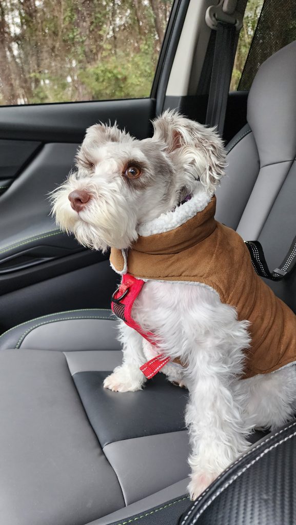 Angel in the Car wearing her Coat