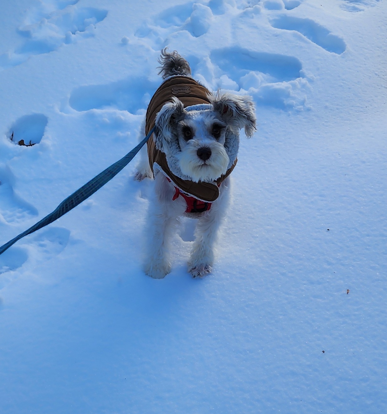 Angel in the Snow